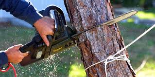 Best Tree Preservation Services  in Waynesboro, VA