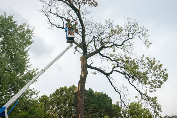 Waynesboro, VA Tree Care Services Company