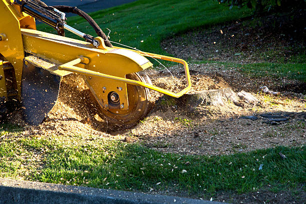 Best Storm Damage Tree Cleanup  in Waynesboro, VA