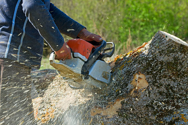 Best Root Management and Removal  in Waynesboro, VA